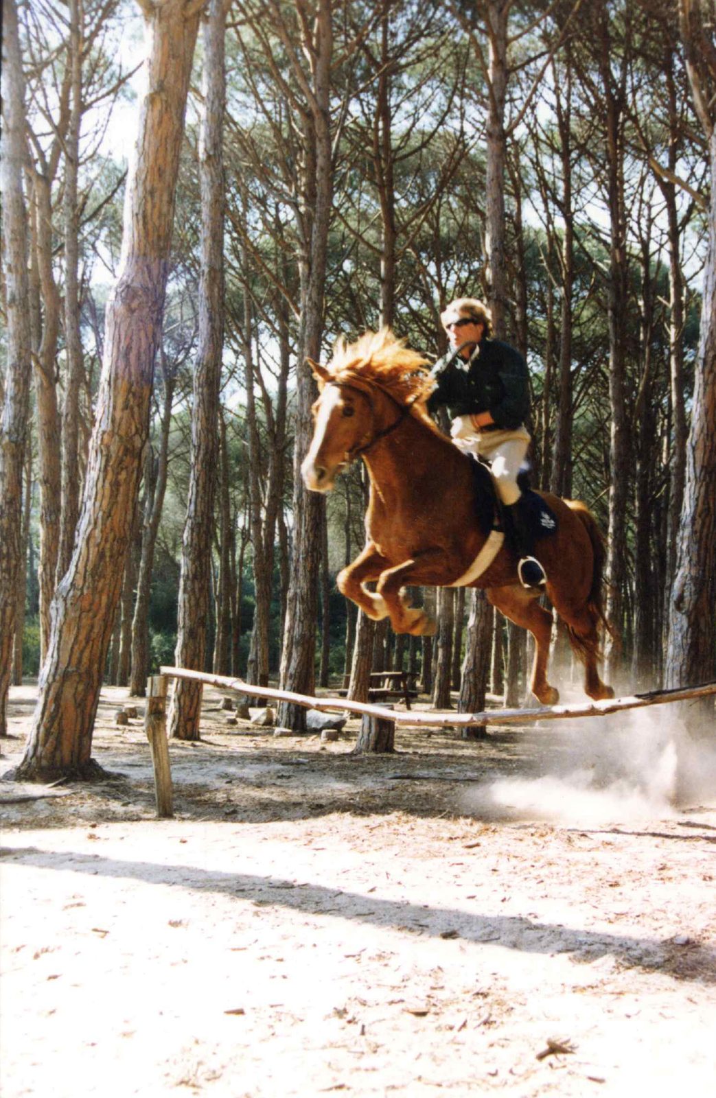 Jeff Onorato a cavallo durante un salto in una pineta